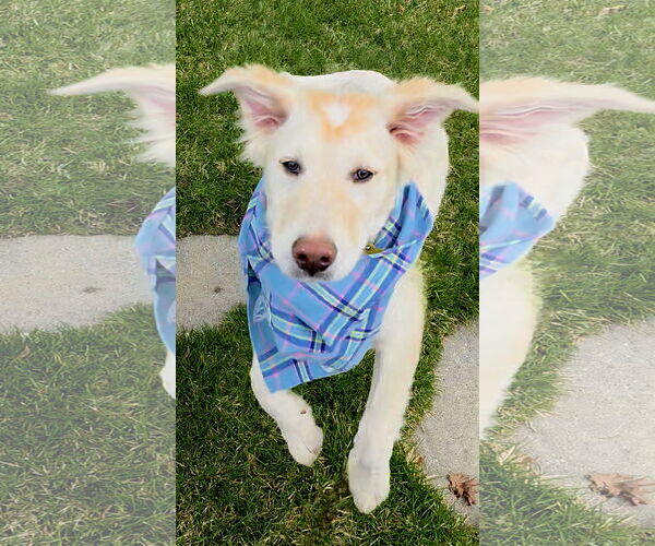 Medium Photo #7 Huskies -Unknown Mix Puppy For Sale in Sandy, UT, USA