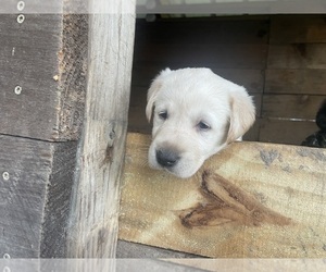 Labrador Retriever Puppy for sale in TAMPA, FL, USA