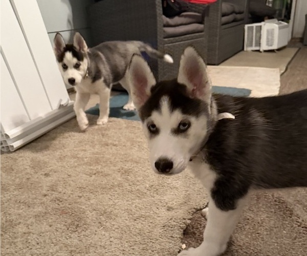 Medium Photo #5 Siberian Husky Puppy For Sale in LEVITTOWN, PA, USA