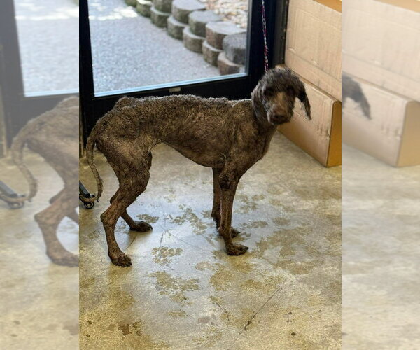 Medium Photo #4 Poodle (Standard)-Unknown Mix Puppy For Sale in Brooklyn, NY, USA