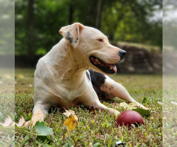 Medium Photo #6 American Pit Bull Terrier-Unknown Mix Puppy For Sale in Greenville, SC, USA