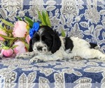 Small Photo #5 Cocker Spaniel Puppy For Sale in KIRKWOOD, PA, USA