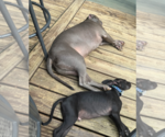 Small #3 American Pit Bull Terrier-Labrador Retriever Mix