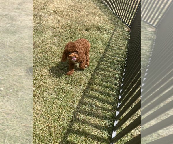 Medium Photo #7 Poodle (Miniature) Puppy For Sale in WARSAW, IN, USA