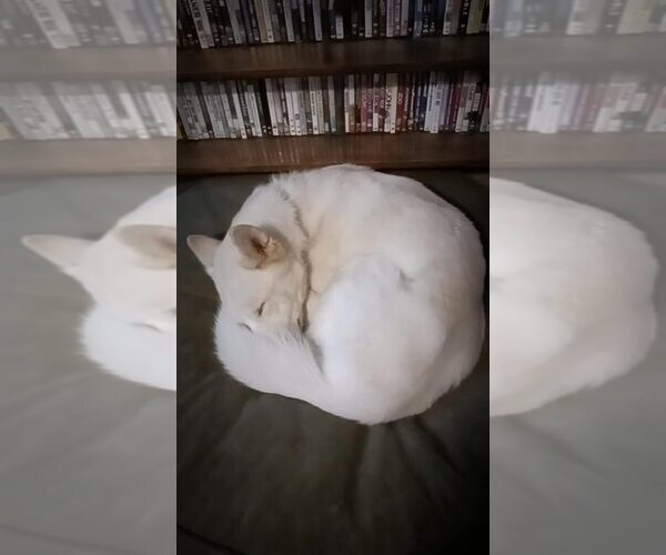 Medium Photo #4 Siberian Husky Puppy For Sale in New York, NY, USA