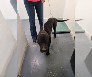 Great Dane-Labrador Retriever Mix Dogs for adoption in Linton, IN, USA