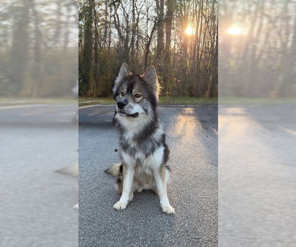 Medium Photo #3 Keeshond-Norwegian Elkhound Mix Puppy For Sale in Newfoundland, PA, USA