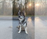 Small #2 Keeshond-Norwegian Elkhound Mix