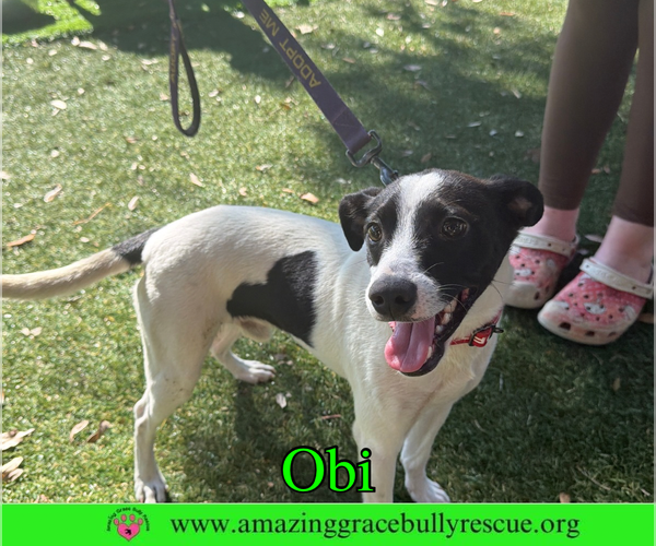 Medium Photo #22 Jack Russell Terrier-Unknown Mix Puppy For Sale in Milton, FL, USA