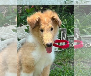 Collie Dogs for adoption in HOPKINSVILLE/PRINCETON, KY, NH, USA
