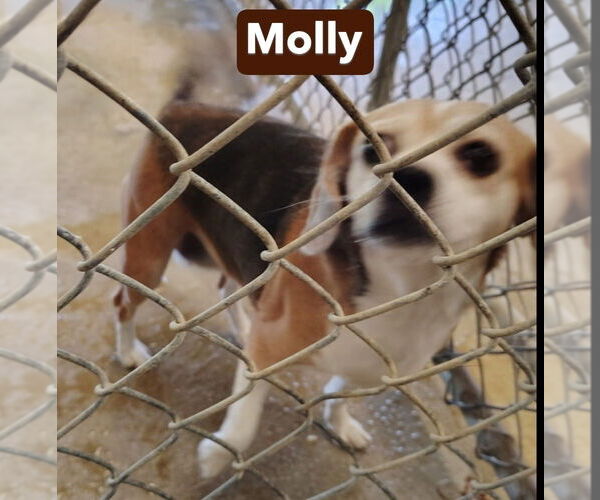 Medium Photo #10 Beagle Puppy For Sale in Foristell, MO, USA