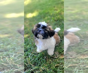 Shih Tzu Puppy for sale in TURBOTVILLE, PA, USA
