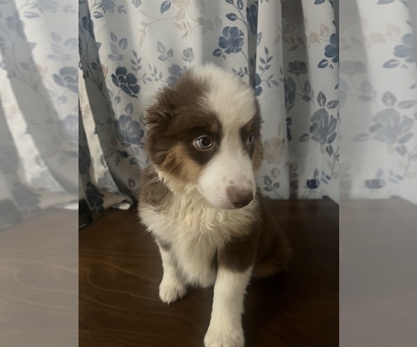 Medium Photo #25 Miniature Australian Shepherd Puppy For Sale in DURHAM, CT, USA