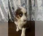Small #24 Miniature Australian Shepherd