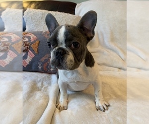 French Bulldog Puppy for sale in JOHNS ISLAND, SC, USA
