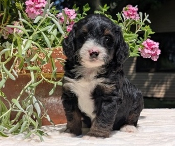 Medium Photo #30 Miniature Bernedoodle Puppy For Sale in GOSHEN, IN, USA
