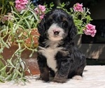 Puppy Lincoln Miniature Bernedoodle