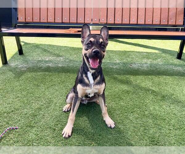 Medium Photo #1 German Shepherd Dog Puppy For Sale in Orange, CA, USA