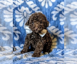 Poodle (Toy) Puppy for sale in KINZERS, PA, USA