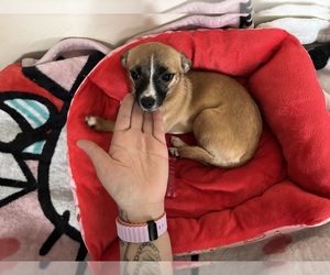 Chihuahua Puppy for sale in LANSING, MI, USA