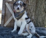 Small Photo #2 Australian Shepherd Puppy For Sale in HONEY BROOK, PA, USA
