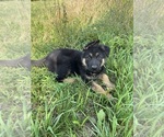 Small German Shepherd Dog
