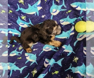 Medium Shorkie Tzu-Zuchon Mix