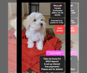 Havanese-Zuchon Mix Puppy for sale in TUCSON, AZ, USA