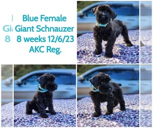 Schnauzer (Giant) Puppy for sale in VIDALIA, GA, USA