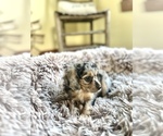 Small #1 Cavapoo (Miniature)