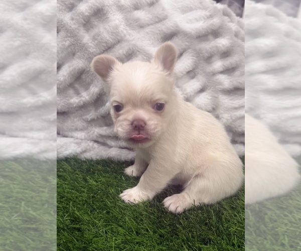 Medium Photo #5 French Bulldog Puppy For Sale in PORTSMOUTH, VA, USA