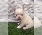 Small #4 French Bulldog