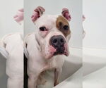 Small #7 American Pit Bull Terrier-Bulldog Mix