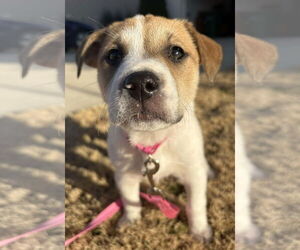 Labrador Retriever-Unknown Mix Dogs for adoption in Holly Springs, NC, USA