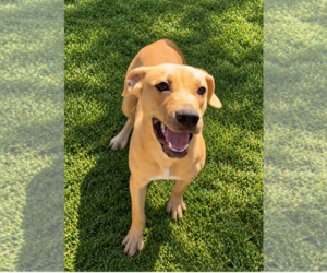 Cary Grant - Male Labrador Retriever-Unknown Mix Dog for Adoption - Photo #2