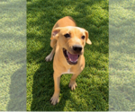 Small Photo #2 Labrador Retriever-Unknown Mix Puppy For Sale in Hilton Head, SC, USA