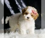Small #3 Maltipoo