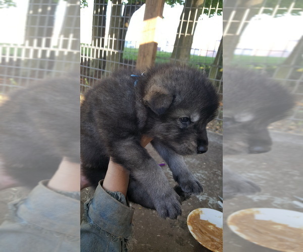 Medium Photo #9 German Shepherd Dog-Wolf Hybrid Mix Puppy For Sale in DALTON, OH, USA