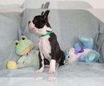 Small Photo #6 Boston Terrier Puppy For Sale in BROOKSVILLE, FL, USA