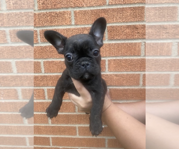 Medium Photo #1 French Bulldog Puppy For Sale in BROWNSBURG, IN, USA
