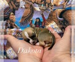 Small Chihuahua