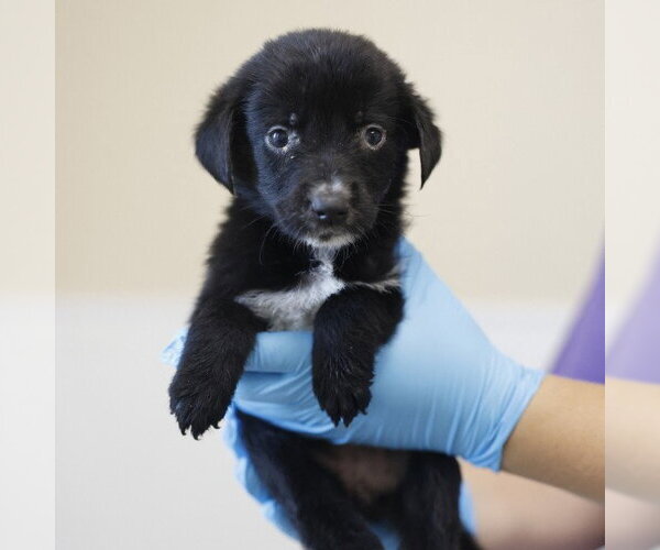 Medium Photo #1 Great Pyrenees-Unknown Mix Puppy For Sale in San Antonio, TX, USA
