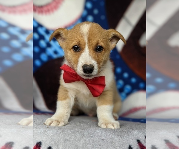 Medium Photo #6 Pembroke Welsh Corgi Puppy For Sale in GLEN ROCK, PA, USA