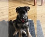 Puppy Puppy 2 German Shepherd Dog