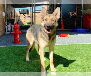 German Shepherd Dog-Unknown Mix Dogs for adoption in Moreno Valley, CA, USA