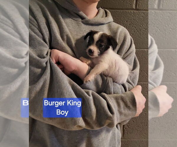 Medium Photo #2 Rat Terrier-Unknown Mix Puppy For Sale in Aurora, IN, USA