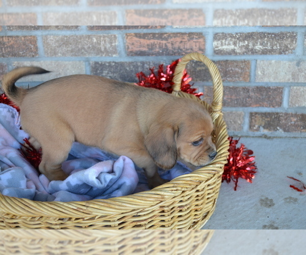 Medium Photo #35 Jug Puppy For Sale in GREENWOOD, WI, USA