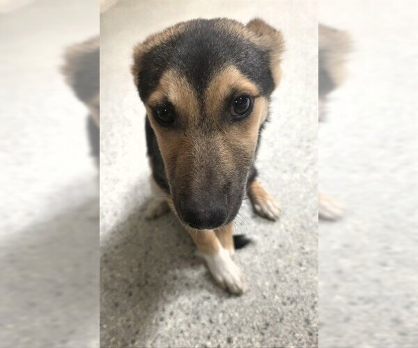 Medium Photo #1 German Shepherd Dog Puppy For Sale in Conroe, TX, USA