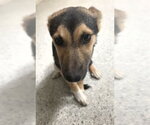 Small German Shepherd Dog