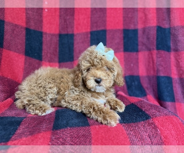 Medium Photo #3 Cockapoo (Miniature) Puppy For Sale in LAKELAND, FL, USA